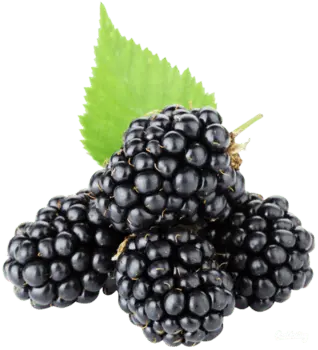 Blackberry