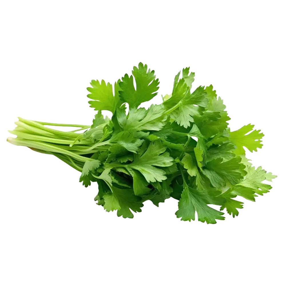 Coriander