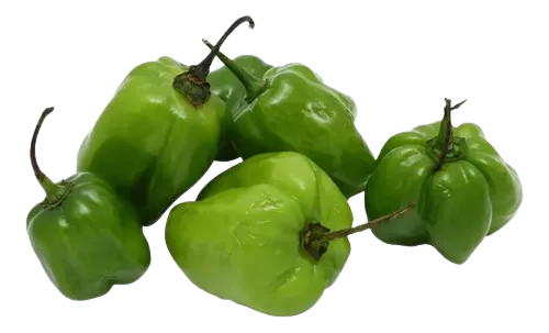 Chile Habanero verde