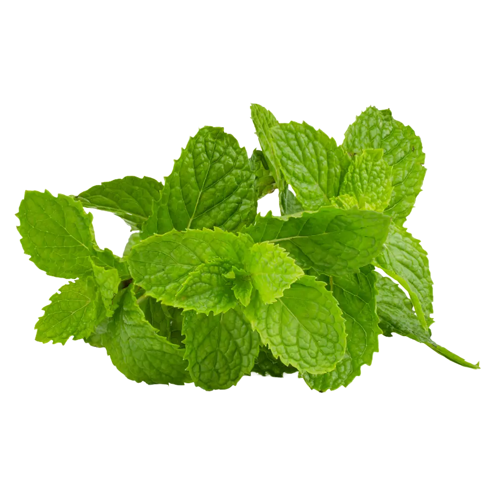 Mint
