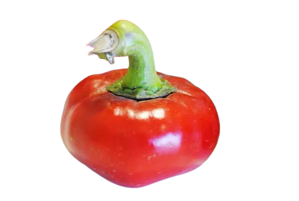 Ñora